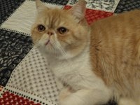 Exotic shorthair 1 yaşında
