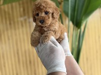 Poodle Cinsi Referans Yavrumuz