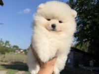 KARTOPU GİBİ AYICIK POMERANİAN BOO