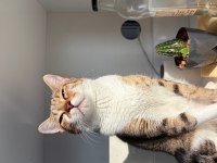 KEDİMİZ KADER YENİ KADERİNİ ARIYOR DİŞİ