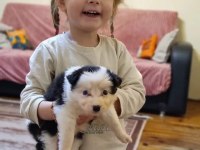 Özel Maske Border Collie Yavrularımız