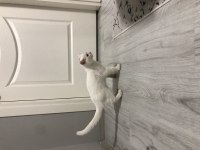 Yavru british shorthair kedimizi sahiplendiriyoruz