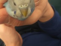 Yavru ele alışkın dişi muhabbet kuşu