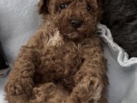 Toy Poodle Köpeği