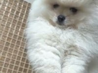 Pomeranian boo sevimli bebekler