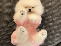 Pomeranian Boo Safkan Teddy Bear Yavrularımız
