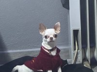 Chihuahua şivava yavru yetişkin