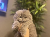 SCOTTISH FOLD YAVRULARIM 