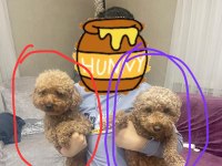 2 dişi toy poodle