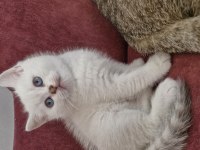 Bursa Yavru british shorthair uygun aileye
