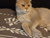 Golden Scottish Fold