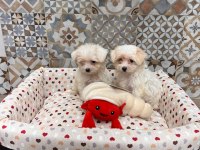 Korean maltipoo 1 buçuk kg olacak ev ortamı