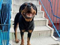 Kalite rottweiler