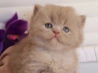 British Longhair Eğitimli Kedimiz