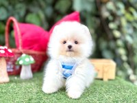 Orjinal Pomeranian Boo