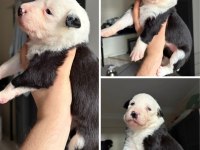 Meşhur Cash in torununun border collie yavruları