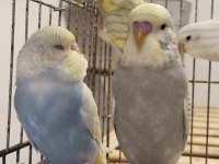 Bebek muhabbet kuşlar erkek ve dişi rengârenk
