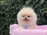 Orjinal Pomeranian Boo