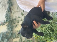 Show Kalite BLACK Dişi French Bulldog