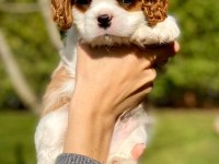 Cavalier King Charles Yavrularımız