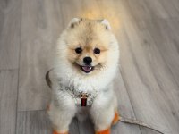 Pomeranian Boo Oğluma Eş Arıyorum
