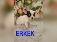 Kendi kızımın chihuahua bebekleri