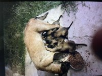 Saf kan belçika malinois