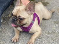 Dişi Fransız bulldog
