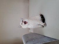 Scottish fold bluepoint