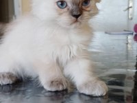 British Longhair Bebek Yavrular