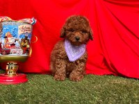 Safkan Toy Poodle Yavrularımız