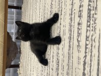 Sahibinden bombay cinsi kedi