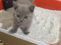 Safkan British Shorthair, 2 Aylık, Oyuncu Oğlumuz Luffy