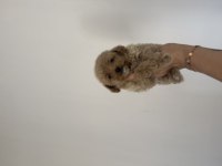 Aşılı Dişi ve erkek Kore Maltipoo yavrular