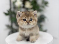 Black Golden British Shorthair Prenses