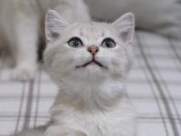 Blue golden dişi 3 aylık british shorthair