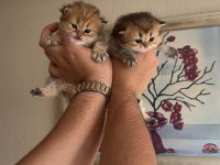 ANNE VE BABA ŞECERELİ OLAN IRKININ ÇOK GÜZEL ÖRNEĞİ KEDİMİZ