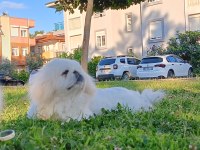 4 aylık pekinez dişi erkek şecereli