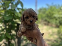 3 AŞILI TOY POODLE