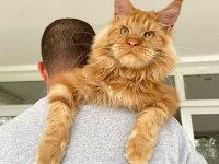 Show Class XL Mainecoon Red Erkek