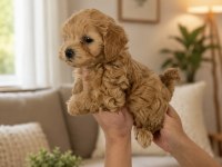 Anne Baba Bize Ait Gerçek Teacup Kore Maltipoo