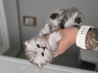 Panda kafa bebişlerim