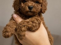 Safkan Toy Poodle Yavruları