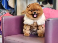 Pomeranian Türkiyenin en iyisi yetişkin hemde!