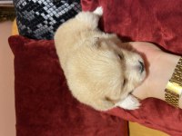 Bir aylık spitz sütten kesilince verilecek
