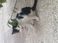 KEDİMİZİN ÇOK ACİL EVE İHTİYACI VAR