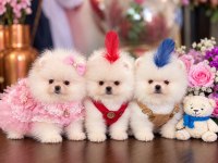 OYUNCAK GİBİ MİNİ BOY DİŞİ ERKEK POMERANİAN AYICIKLAR