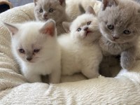 British Shorthair Bluepoint Lilac Kedi Yavruları Adana