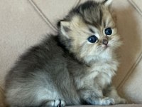 Safkan british longhair golden bebekler