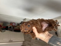 Kore Kan Toy Poodle